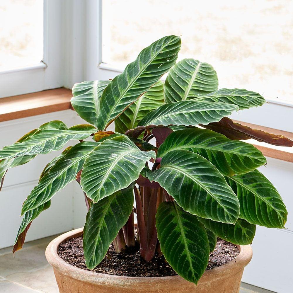 Calathea Warscewiczii - View 15 from www redcrocus com