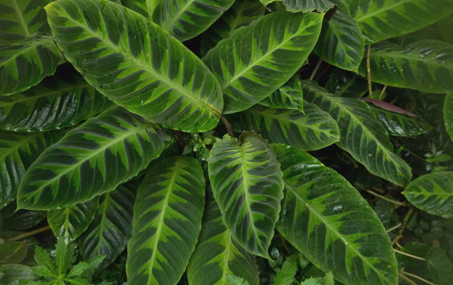 Calathea Warscewiczii - View 16 from www redcrocus com