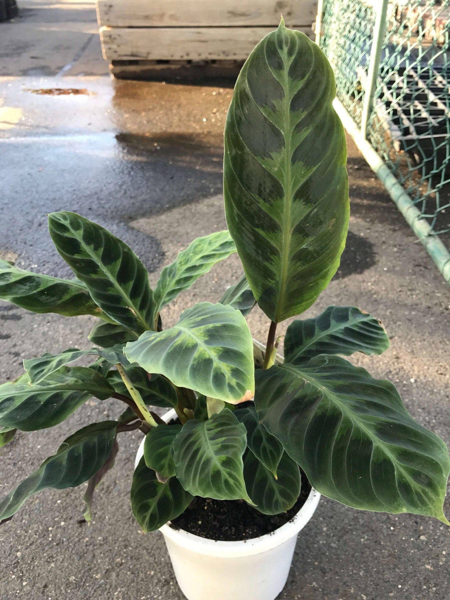 Calathea Warscewiczii - View 17 from www redcrocus com