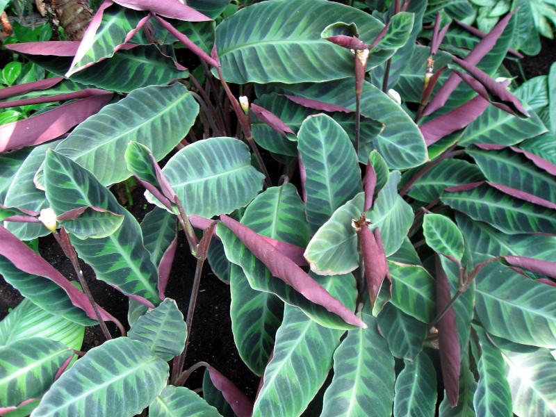 Calathea Warscewiczii - View 19 from www redcrocus com