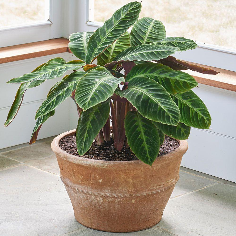 Calathea Warscewiczii - View 20 from www redcrocus com