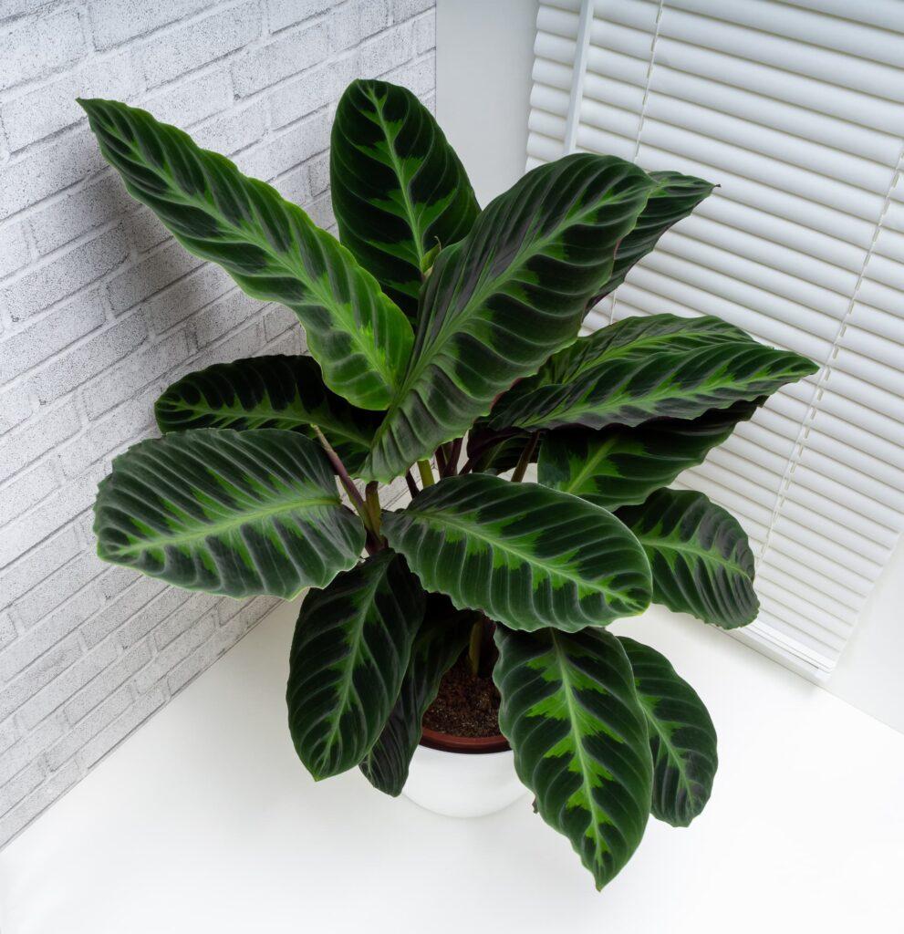 Calathea Warscewiczii - View 22 from www redcrocus com