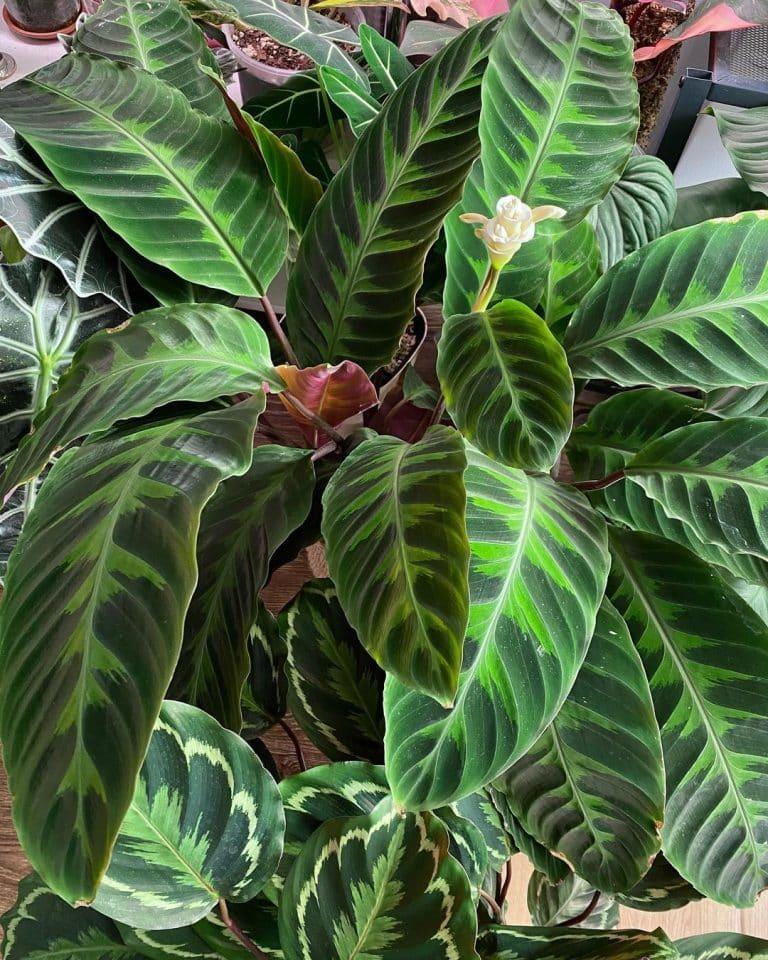 Calathea Warscewiczii - View 3 from www redcrocus com