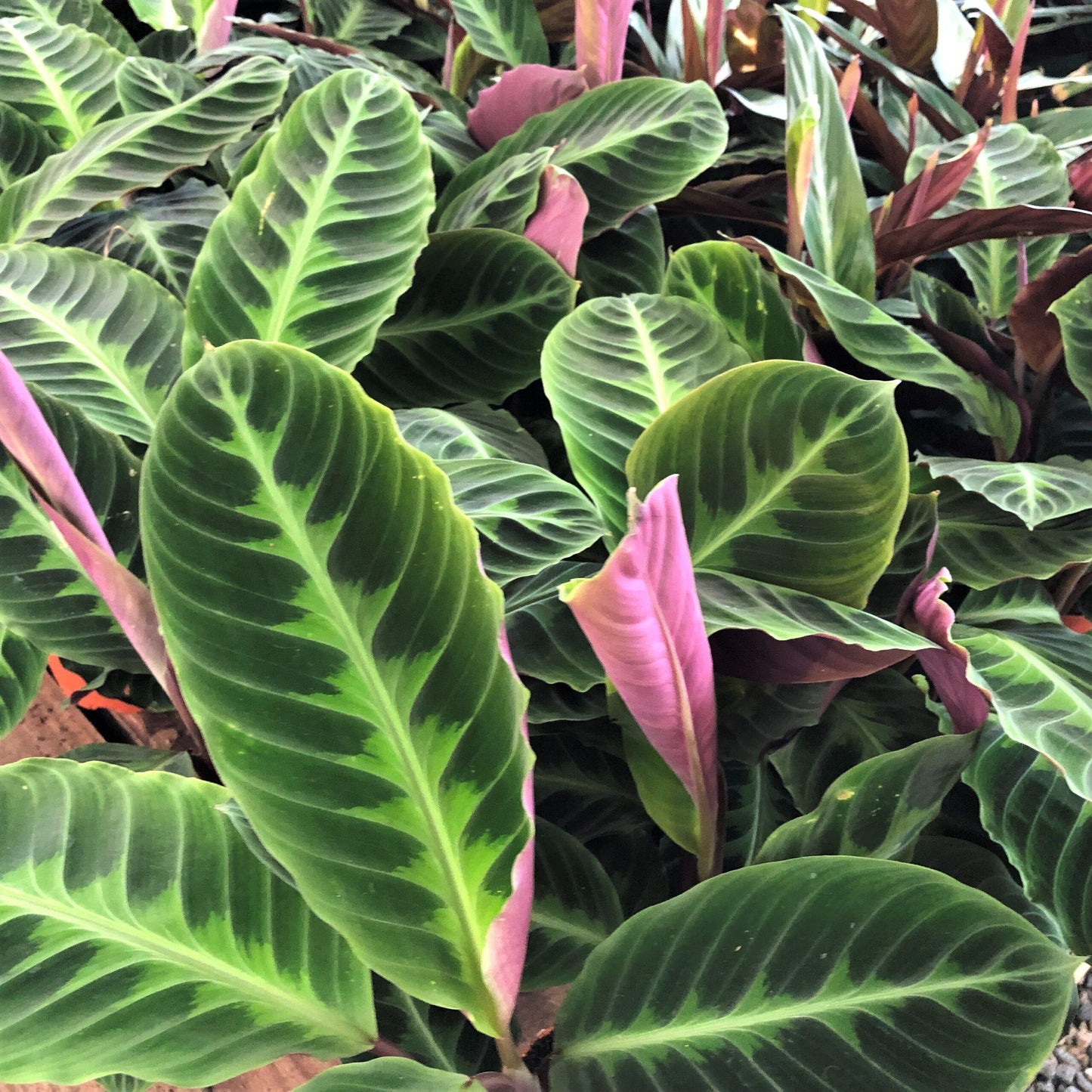 Calathea Warscewiczii - View 4 from www redcrocus com
