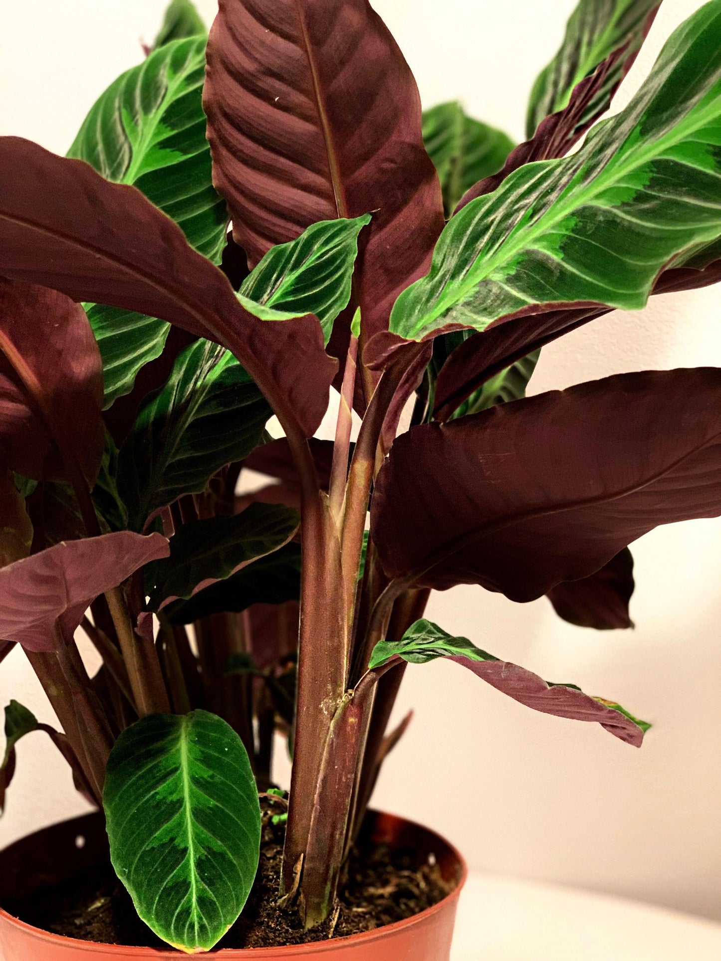 Calathea Warscewiczii - View 5 from www redcrocus com