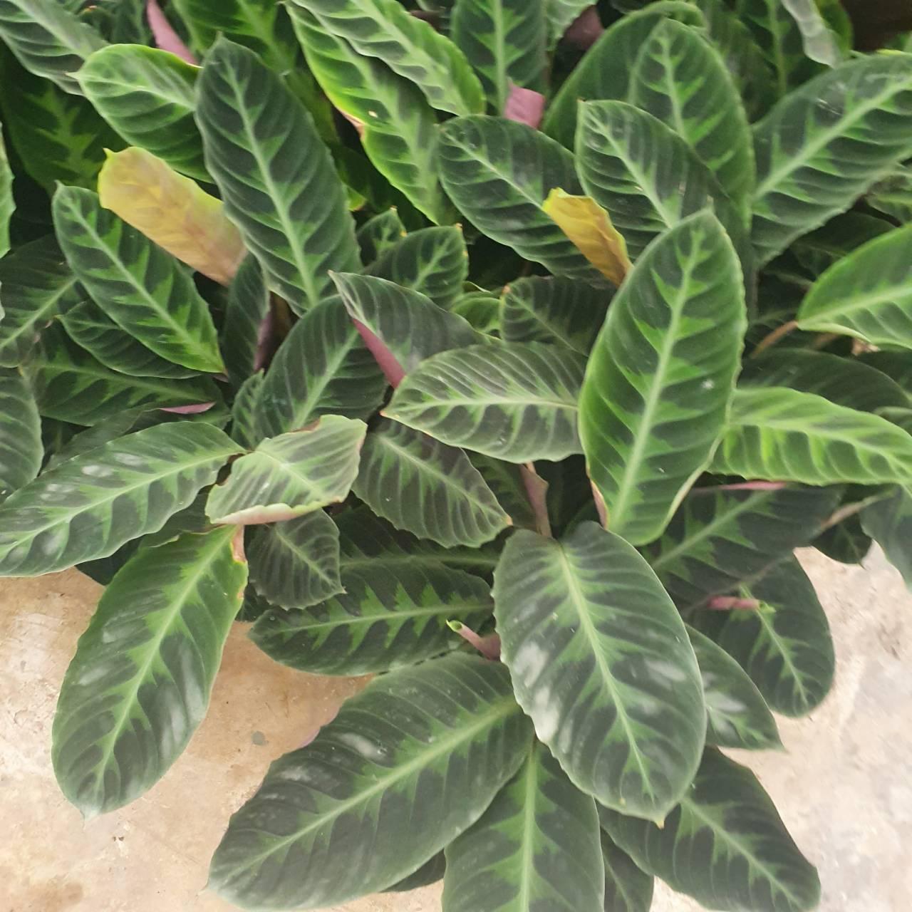 Calathea Warscewiczii - View 7 from www redcrocus com