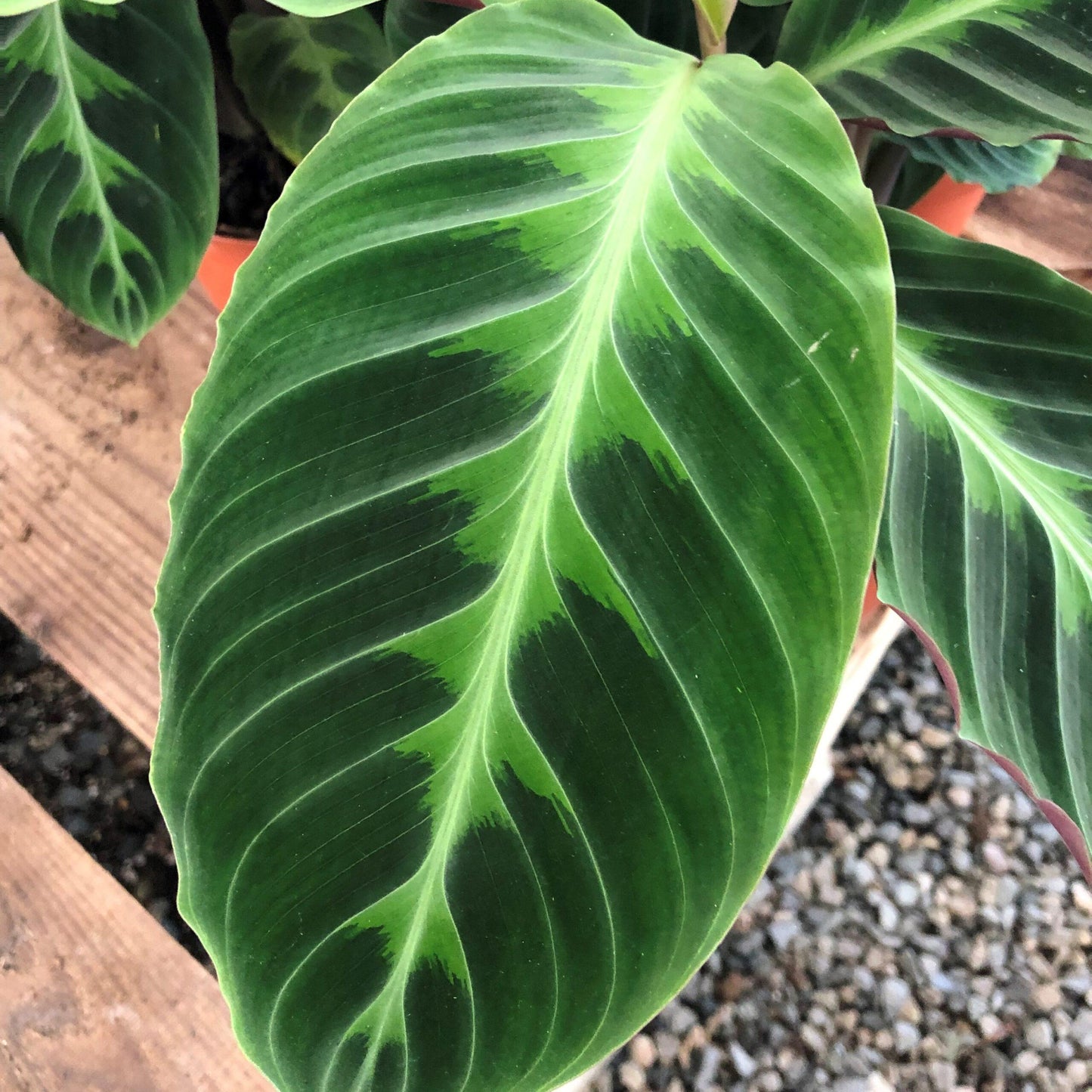 Calathea Warscewiczii - View 8 from www redcrocus com