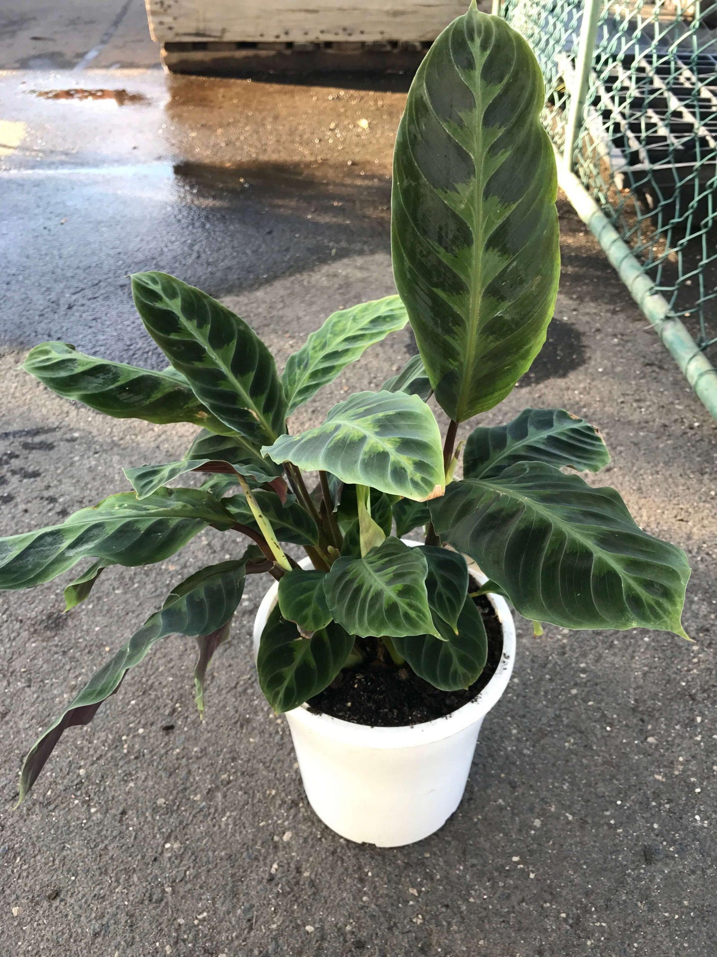 Calathea Warscewiczii - View 9 from www redcrocus com