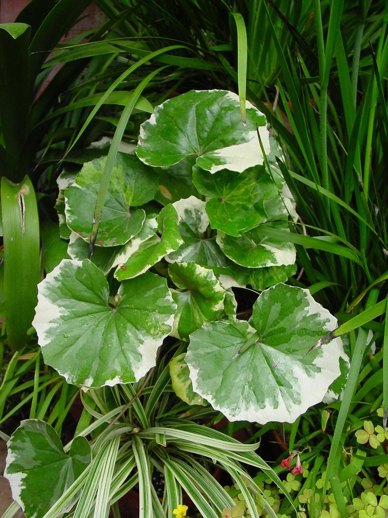 Farfugium Assorted - View 10 from www redcrocus com