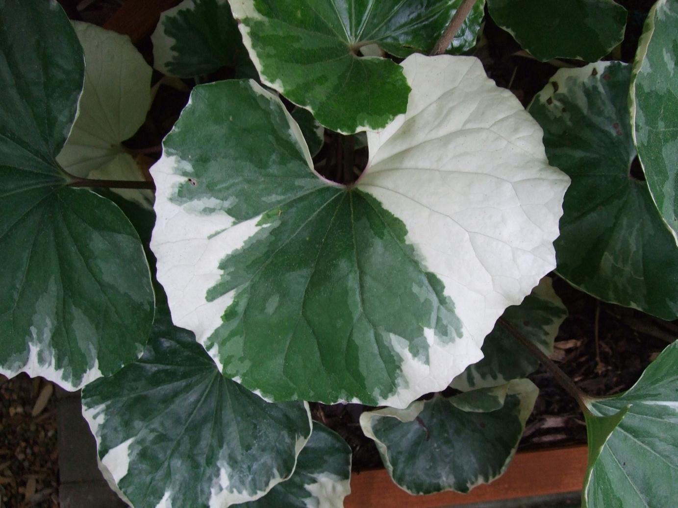 Farfugium Assorted - View 16 from www redcrocus com