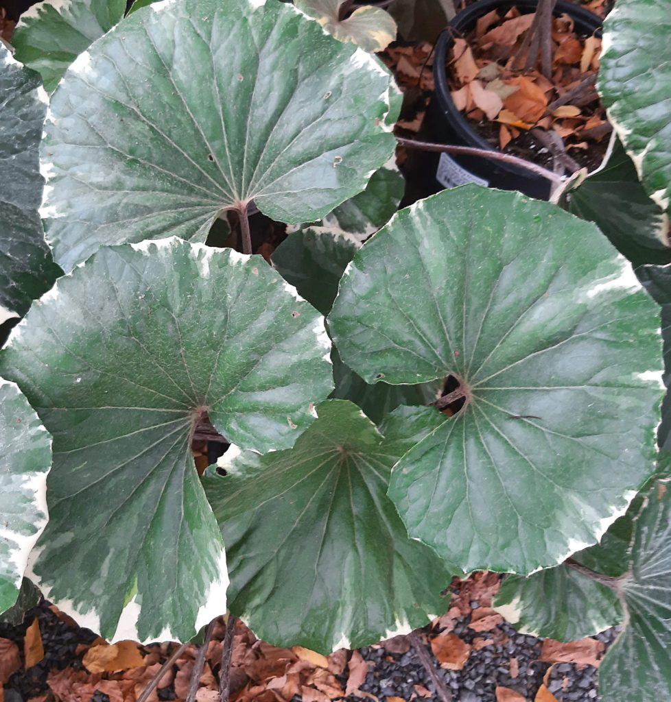 Farfugium Assorted - View 17 from www redcrocus com