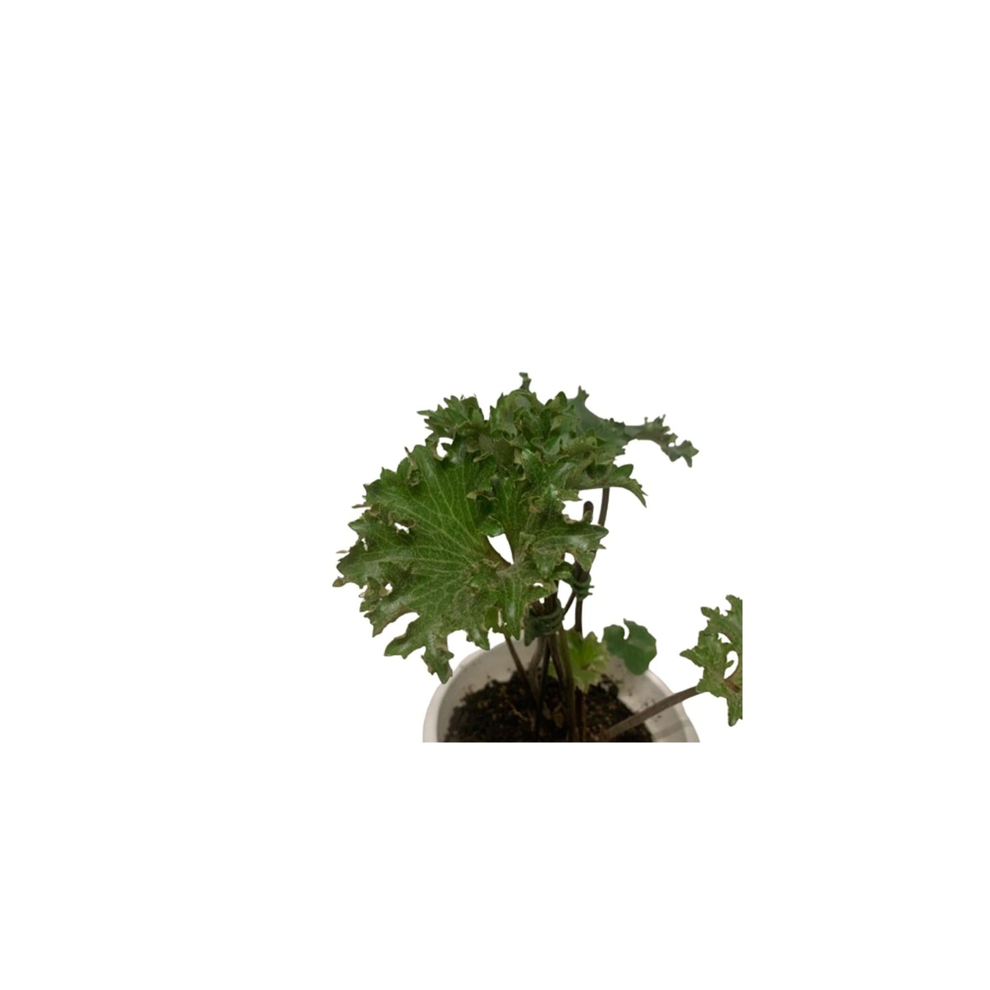 Farfugium Assorted - View 7 from www redcrocus com