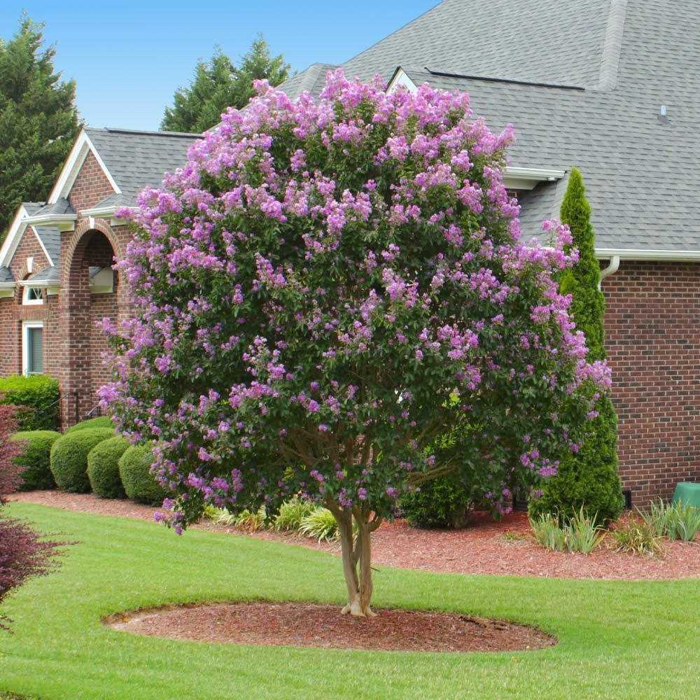 Crape Myrtle - View 9 from www redcrocus com
