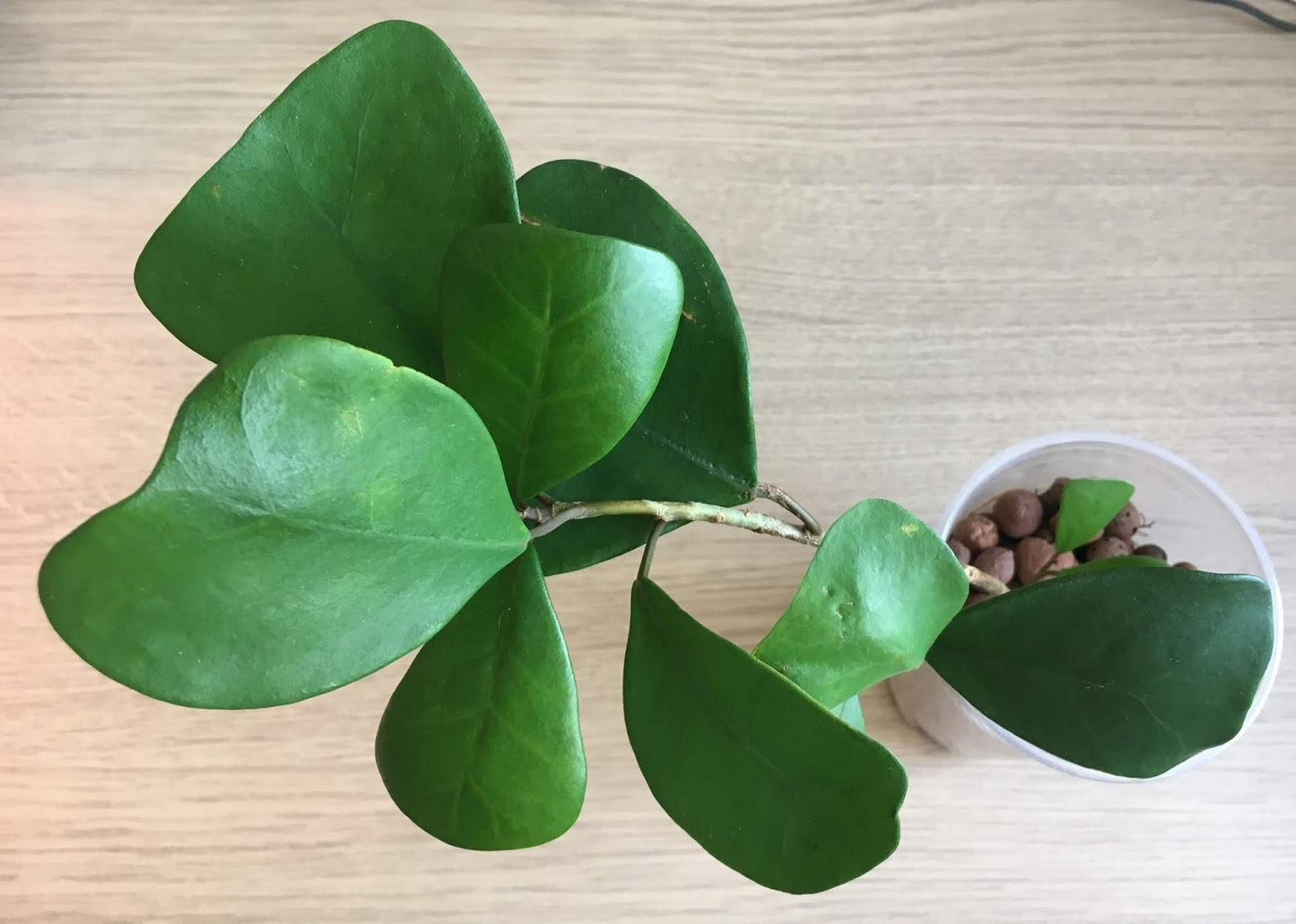 Ficus Triangularis, Standard - View 10 from www redcrocus com