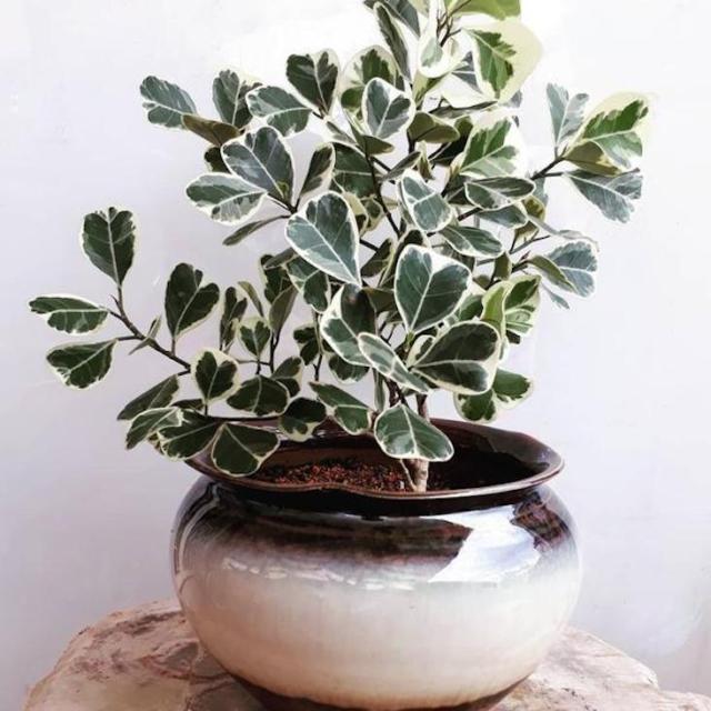 Ficus Triangularis, Standard - View 11 from www redcrocus com