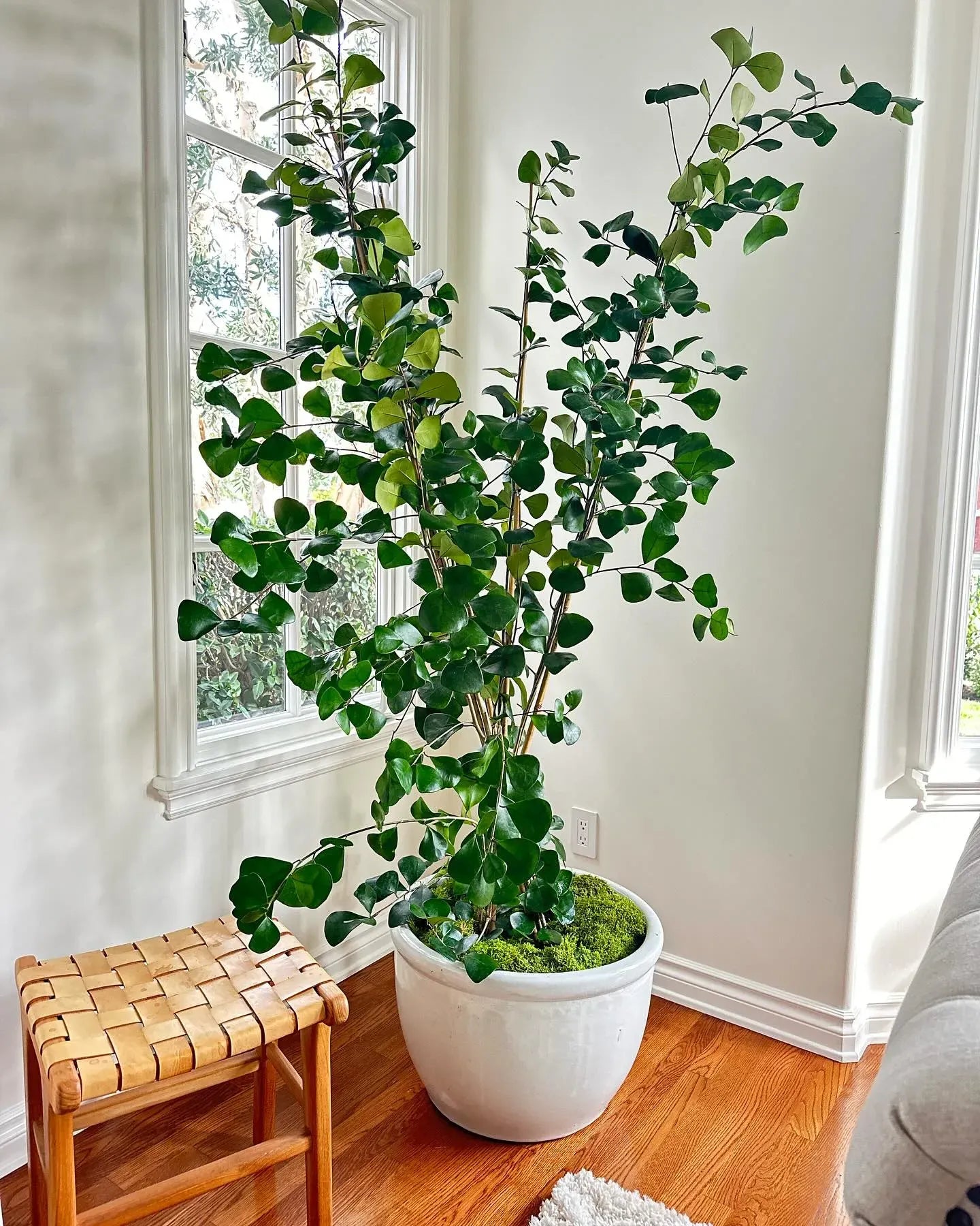 Ficus Triangularis, Standard - View 12 from www redcrocus com