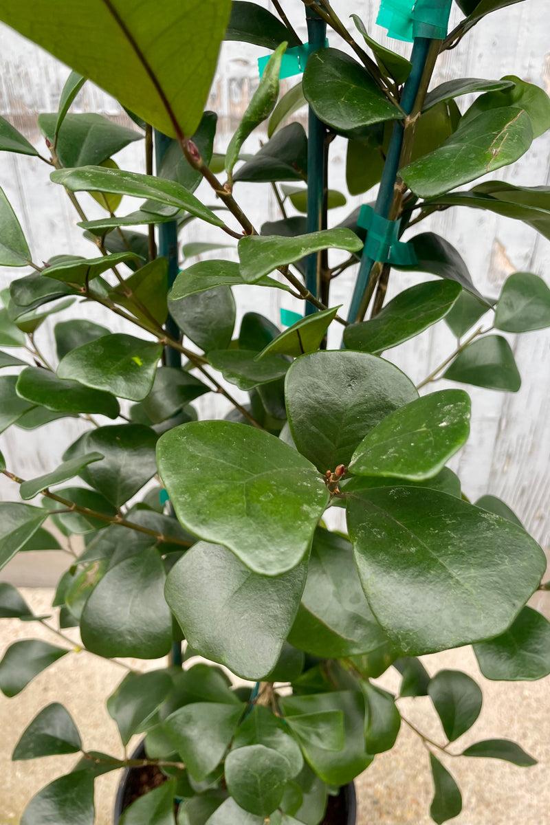 Ficus Triangularis, Standard - View 14 from www redcrocus com