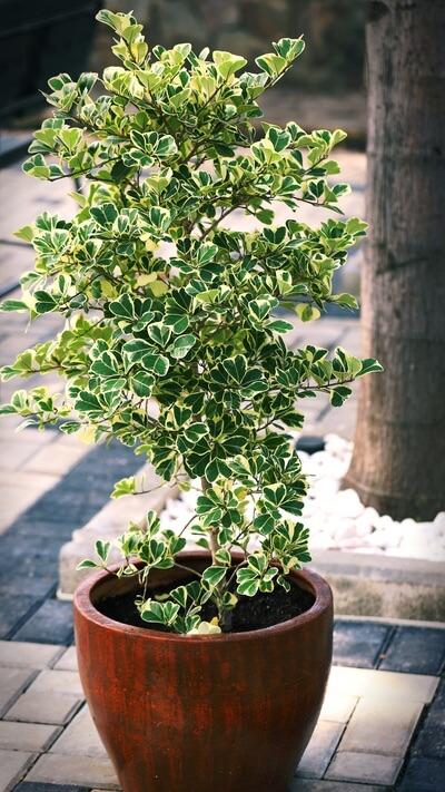 Ficus Triangularis, Standard - View 15 from www redcrocus com