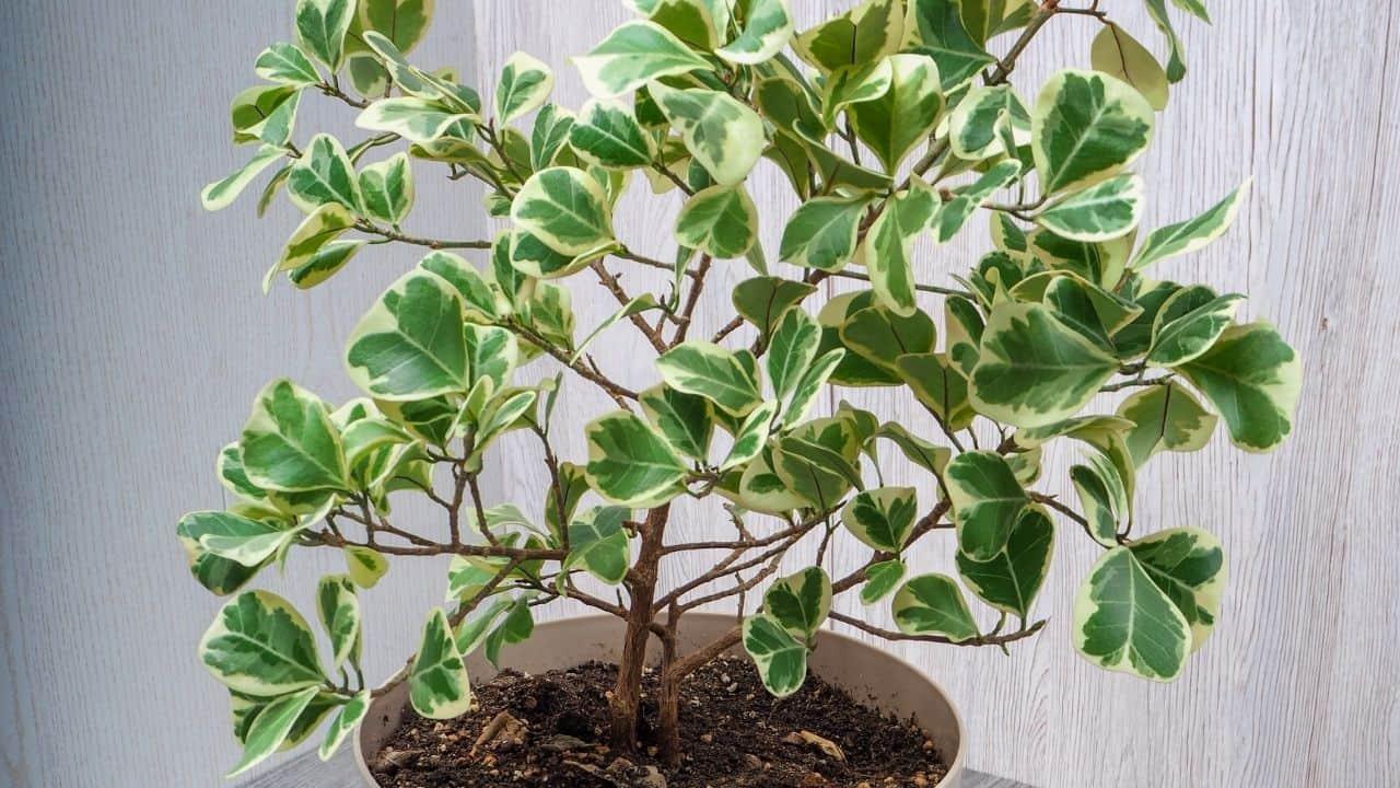 Ficus Triangularis, Standard - View 16 from www redcrocus com