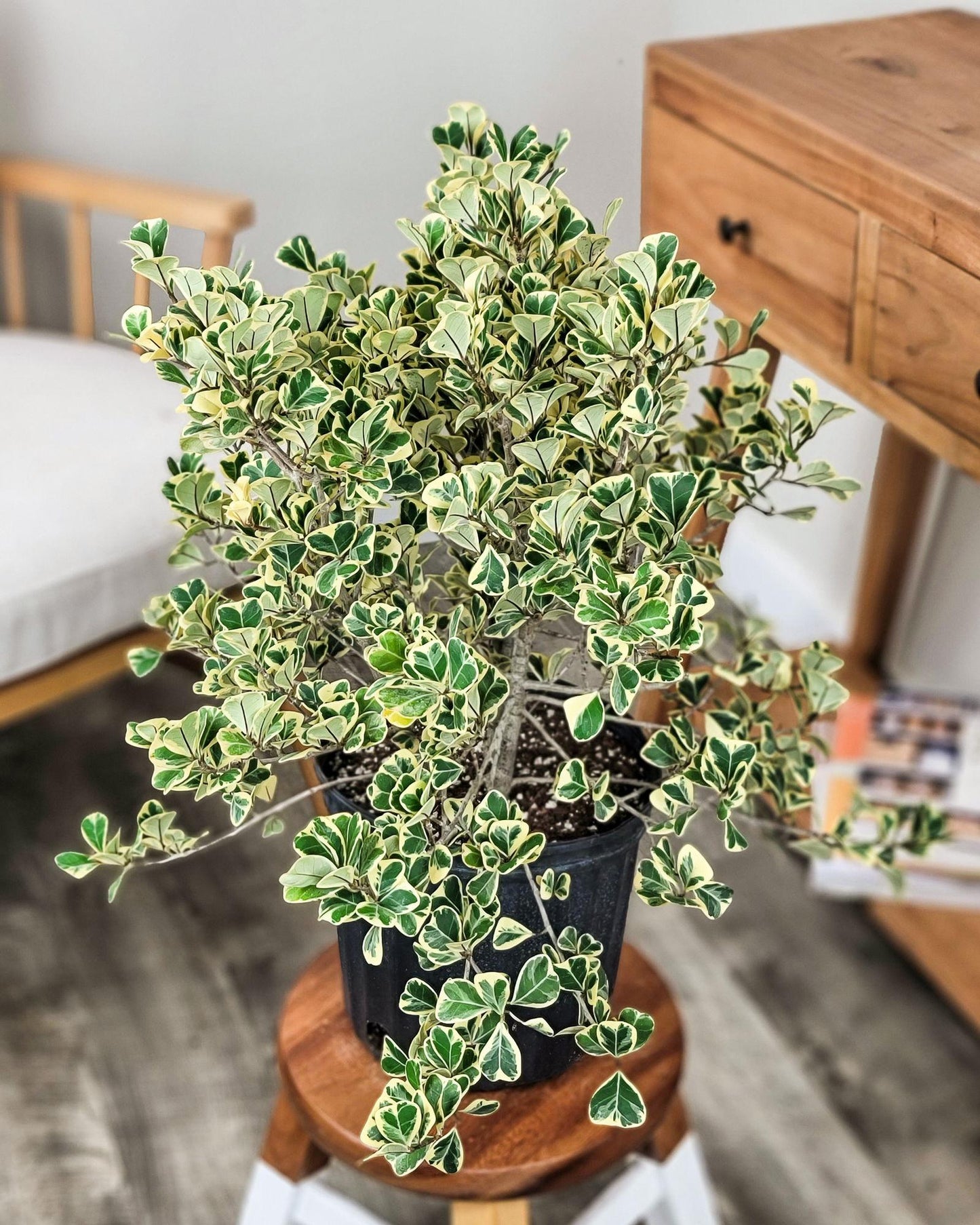 Ficus Triangularis, Standard - View 17 from www redcrocus com