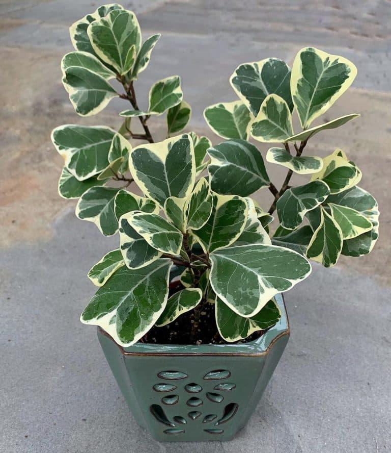 Ficus Triangularis, Standard - View 4 from www redcrocus com