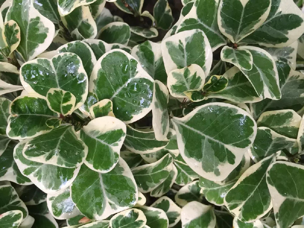 Ficus Triangularis, Standard - View 7 from www redcrocus com