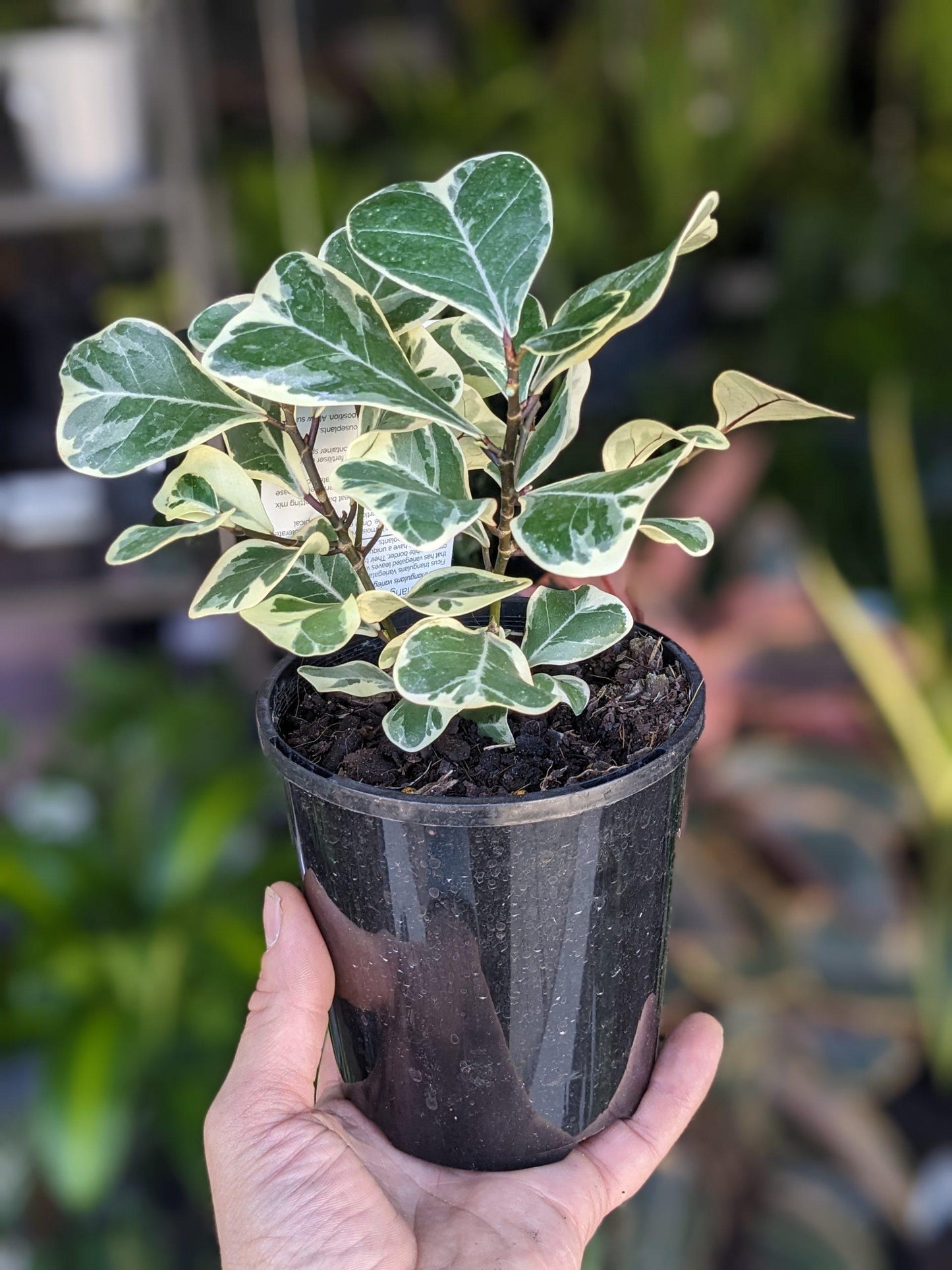 Ficus Triangularis Standard - View 12 from www redcrocus com