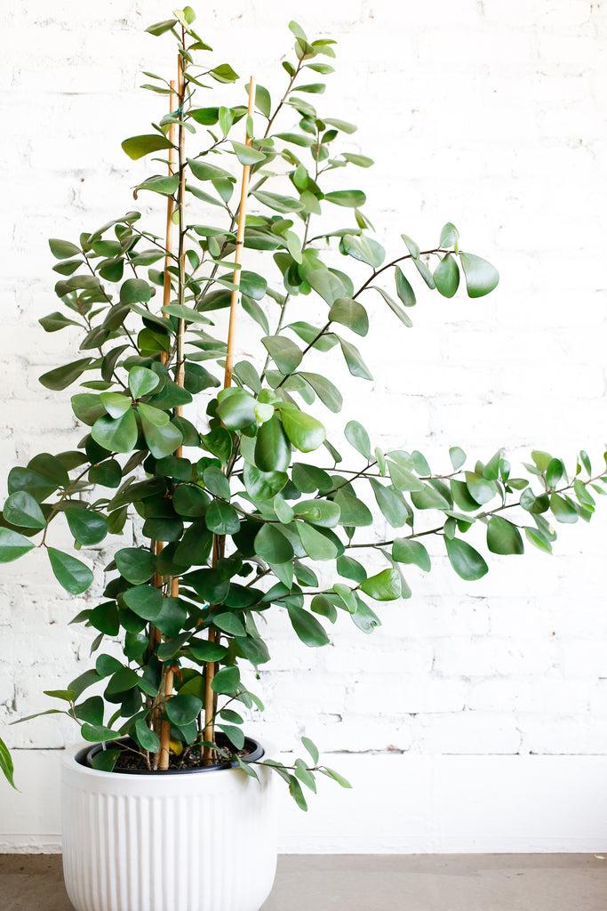 Ficus Triangularis Standard - View 17 from www redcrocus com