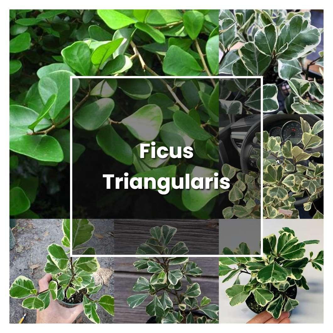 Ficus Triangularis Standard - View 18 from www redcrocus com