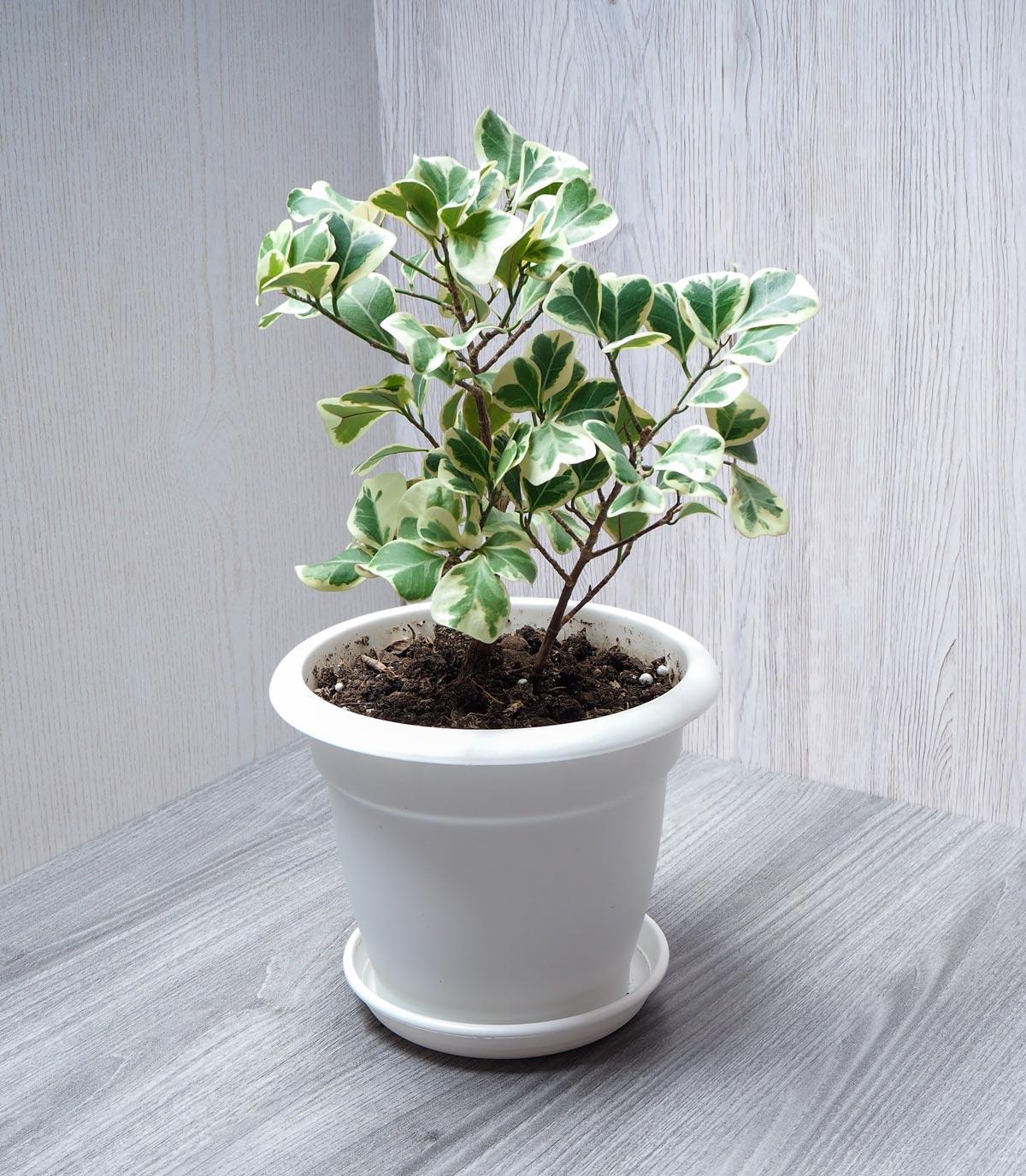 Ficus Triangularis Standard - View 4 from www redcrocus com