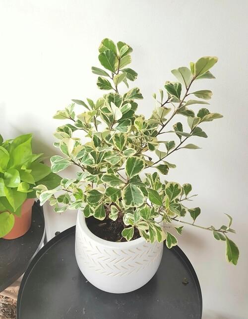 Ficus Triangularis Standard - View 7 from www redcrocus com