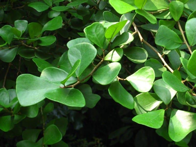 Ficus Triangularis Standard - View 9 from www redcrocus com