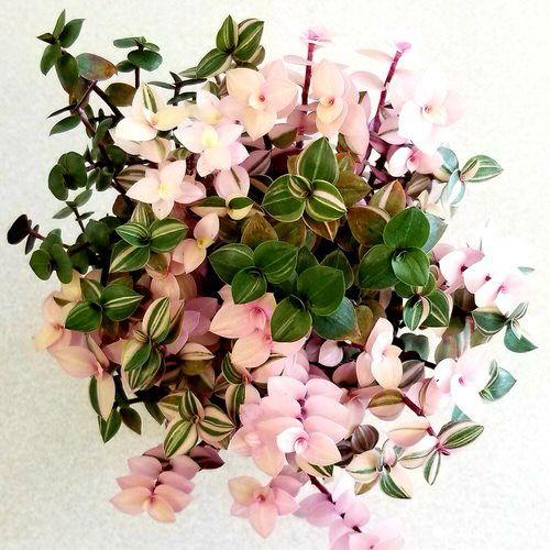 Callisia Assorted - View 17 from www redcrocus com