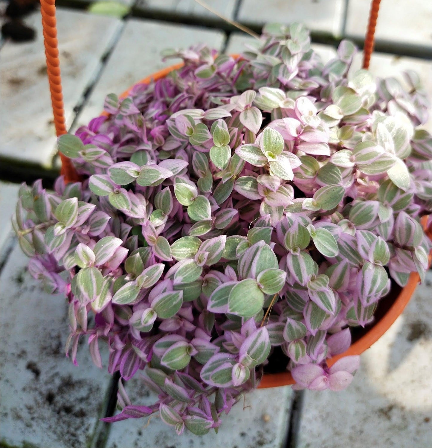 Callisia Assorted - View 2 from www redcrocus com