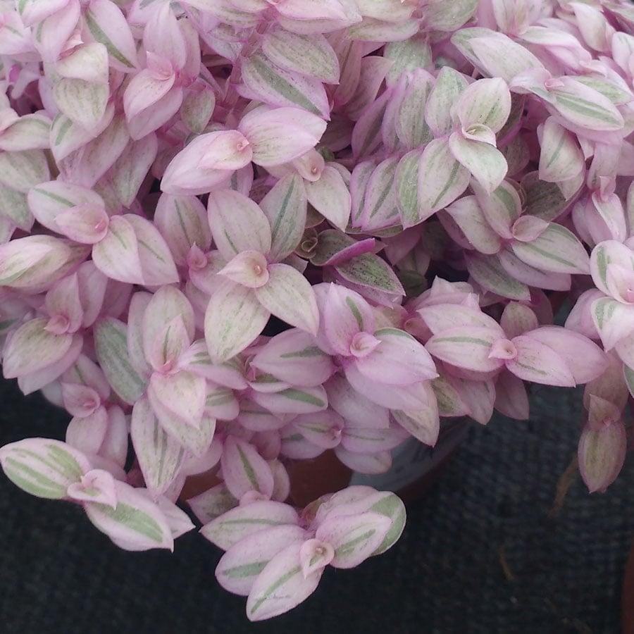 Callisia Assorted - View 3 from www redcrocus com