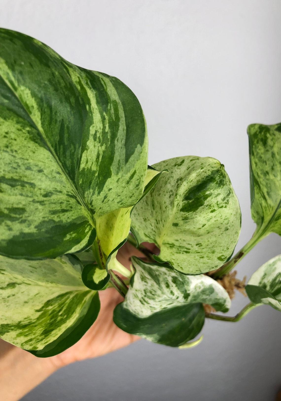 Epipremnum Aureum Manjula - View 13 from www redcrocus com