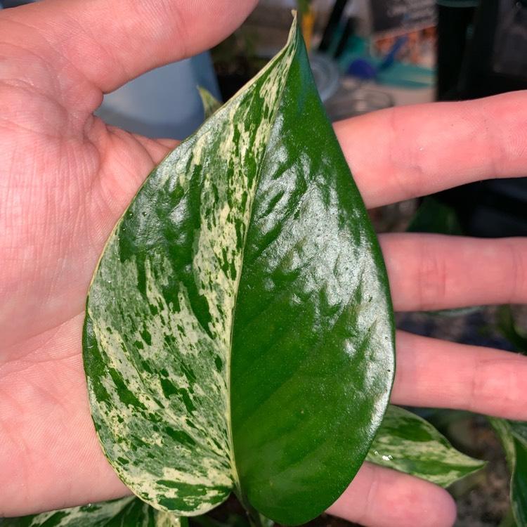 Epipremnum Aureum Manjula - View 14 from www redcrocus com