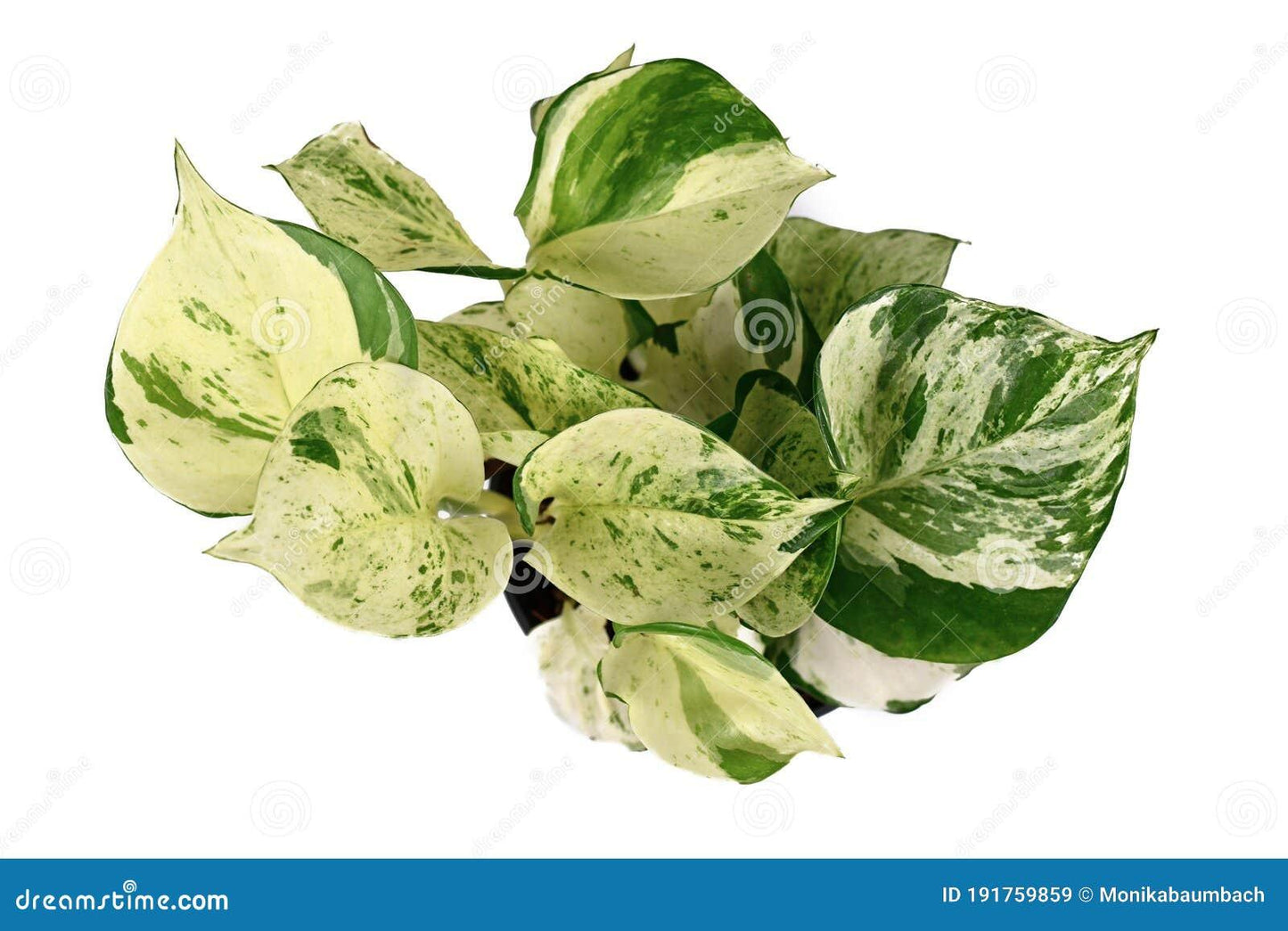 Epipremnum Aureum Manjula - View 15 from www redcrocus com