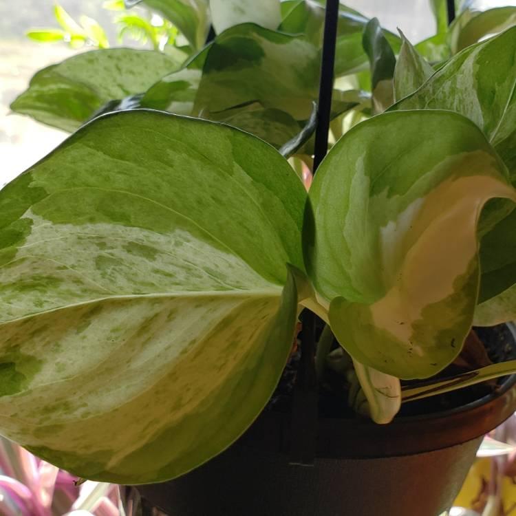 Epipremnum Aureum Manjula - View 16 from www redcrocus com