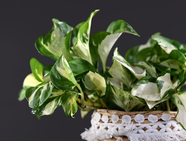 Epipremnum Aureum Manjula - View 17 from www redcrocus com