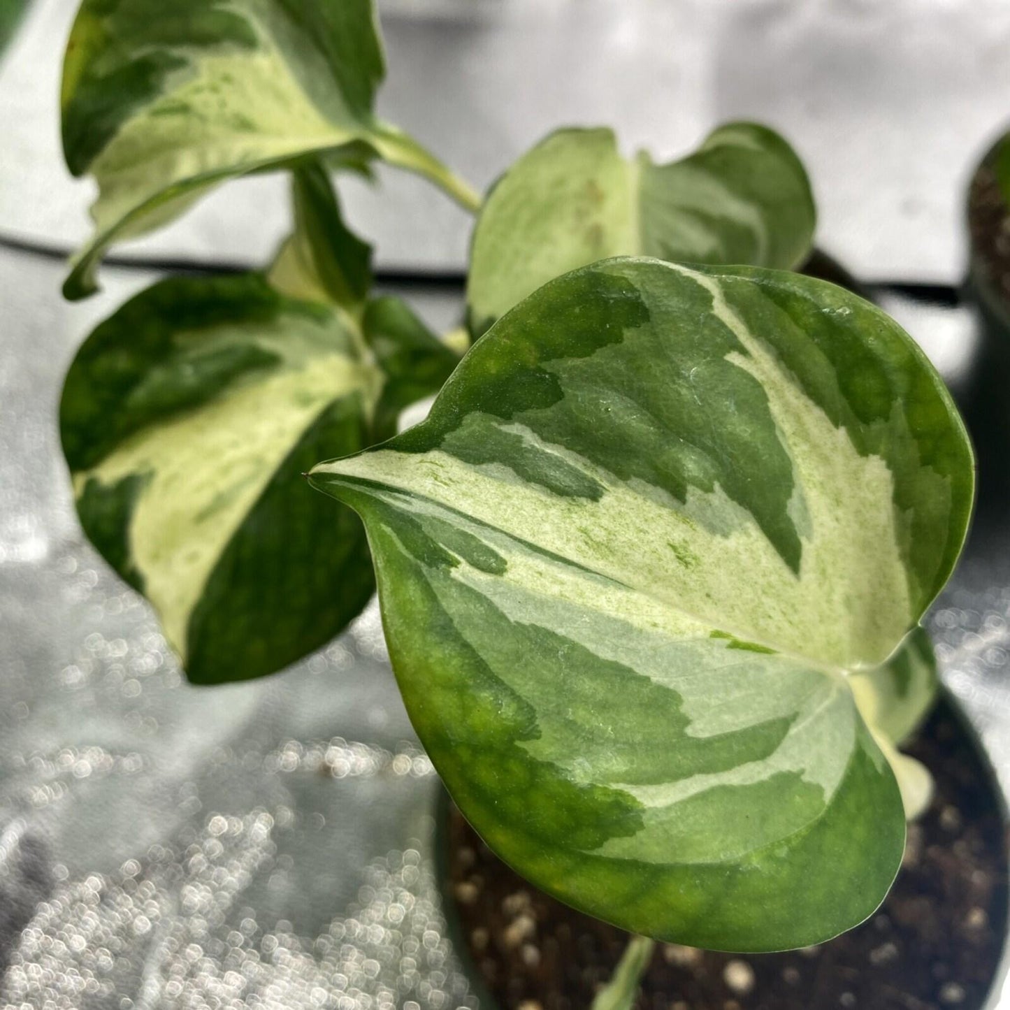 Epipremnum Aureum Manjula - View 2 from www redcrocus com