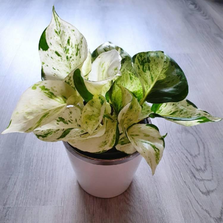 Epipremnum Aureum Manjula - View 4 from www redcrocus com