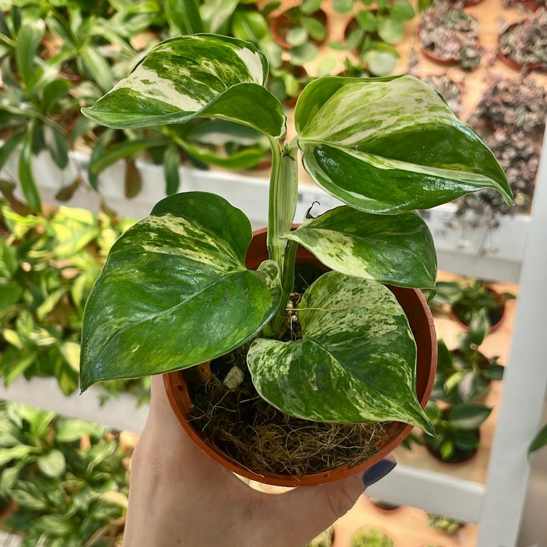 Epipremnum Aureum Manjula - View 6 from www redcrocus com