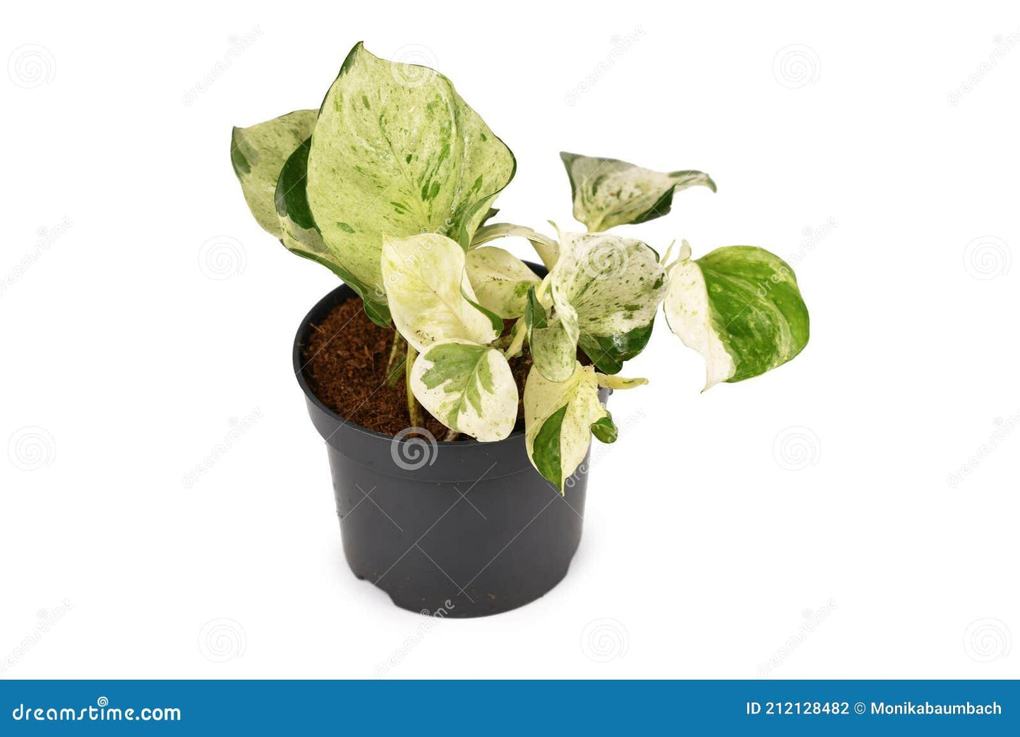 Epipremnum Aureum Manjula - View 7 from www redcrocus com