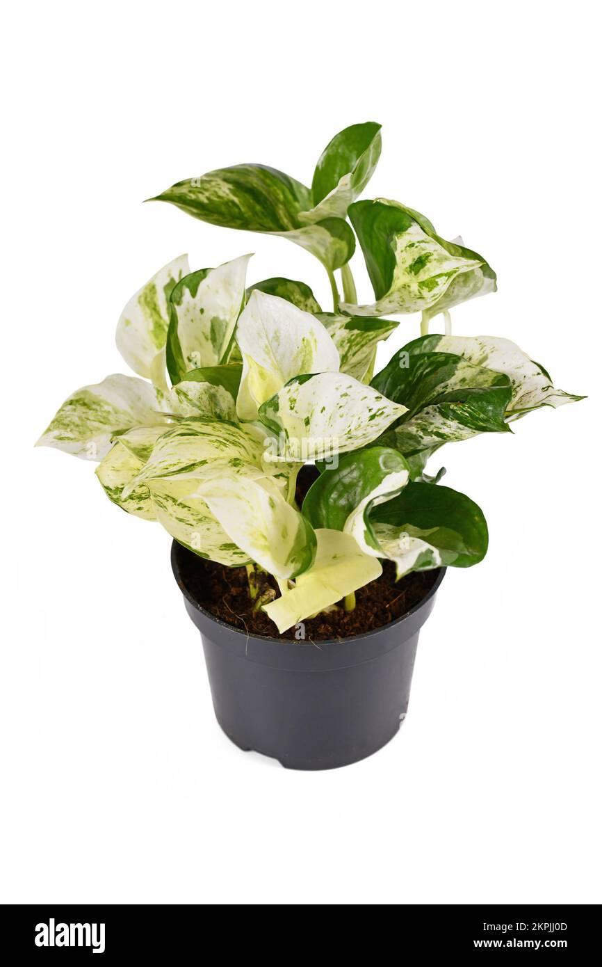 Epipremnum Aureum Manjula - View 8 from www redcrocus com