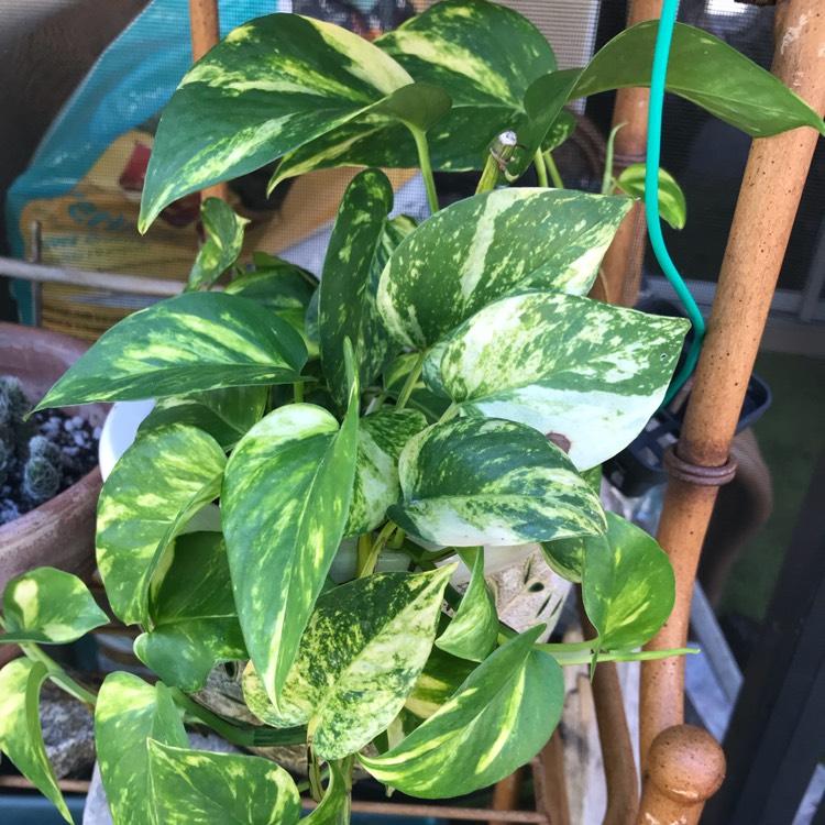 Epipremnum Aureum Manjula - View 9 from www redcrocus com