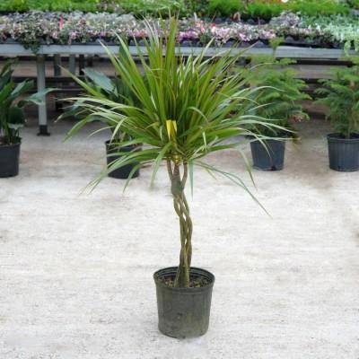 Dracaena Marginata Flat Weave Braid - View 10 from www redcrocus com