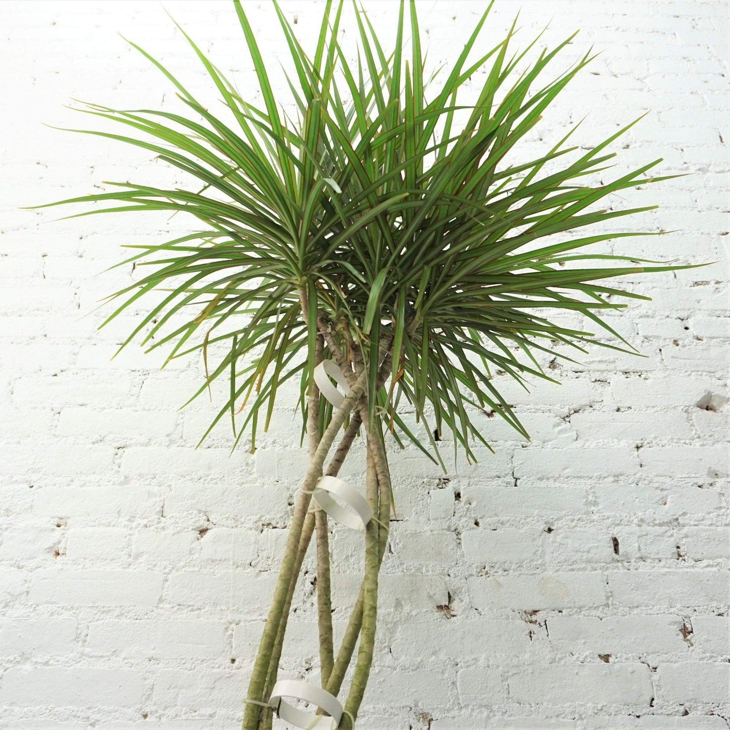 Dracaena Marginata Flat Weave Braid - View 11 from www redcrocus com