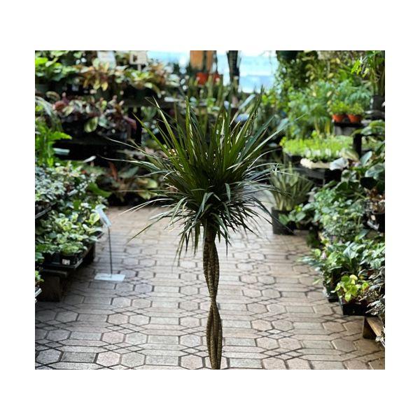 Dracaena Marginata Flat Weave Braid - View 12 from www redcrocus com