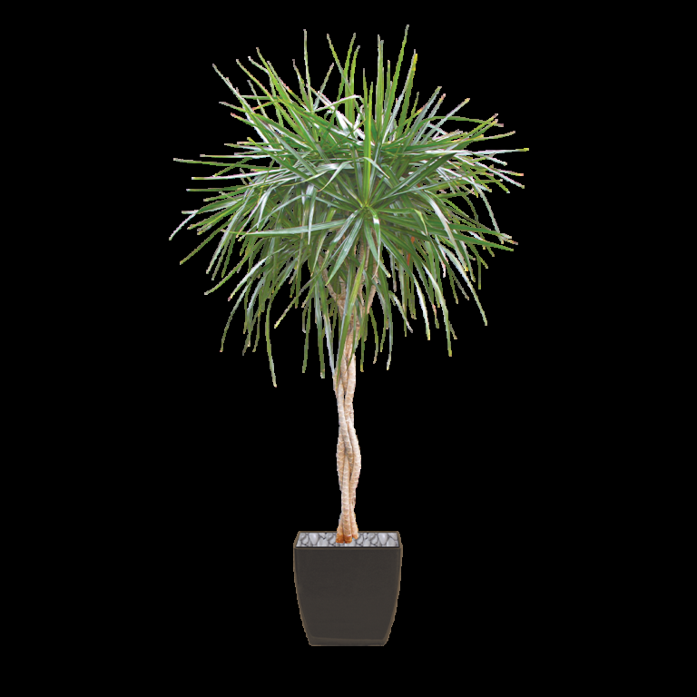 Dracaena Marginata Flat Weave Braid - View 12 from www redcrocus com